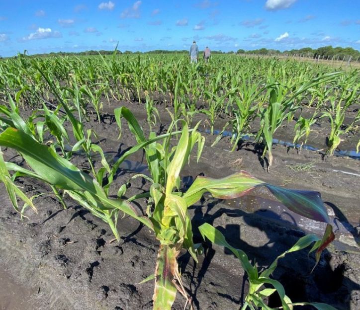La amenaza de la chicharrita del maíz en el NEA: falta de insecticidas registrados complica la lucha