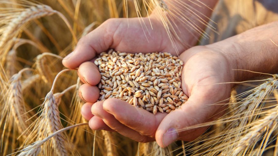 Comercialización de trigo en mínimos históricos y desafíos climáticos 