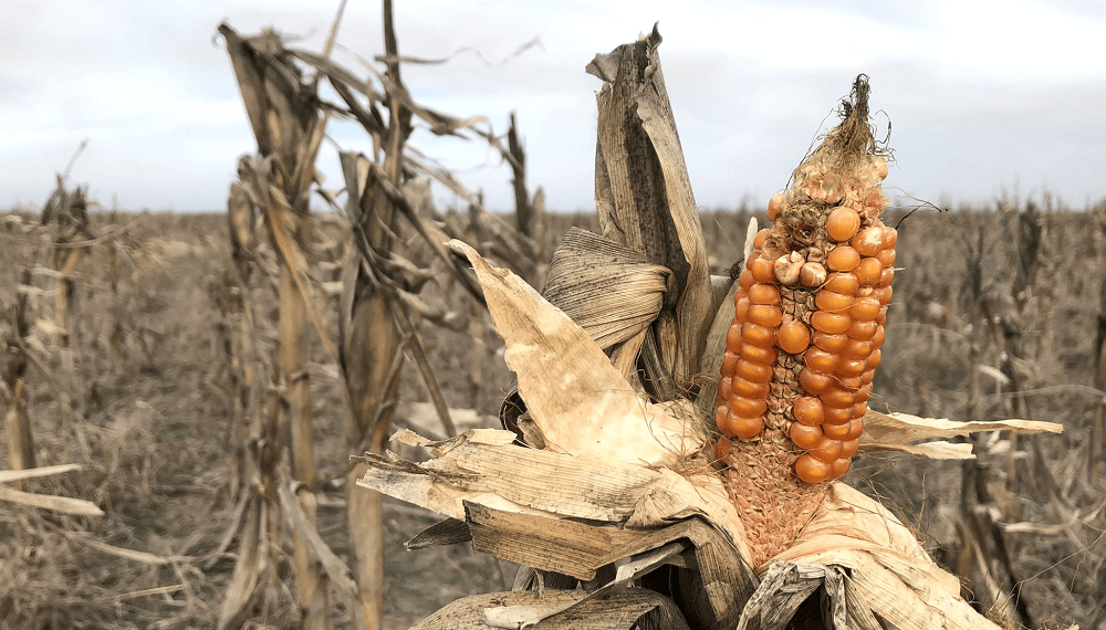 Sequía: extienden la emergencia agropecuaria en Río Negro, Santa Fe y La Pampa