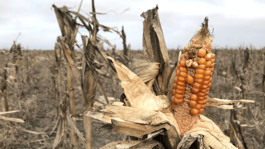 Advierten sobre el regreso de "La Niña" y una eventual sequía