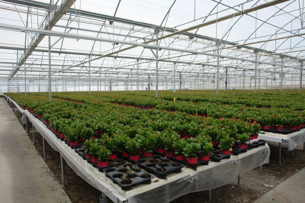 Las plantas, no las personas, podrían caer víctimas de la próxima pandemia global.
