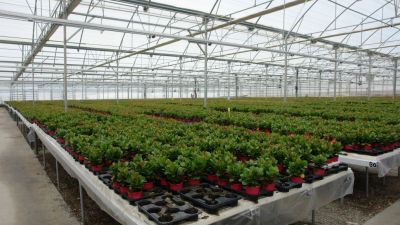 Las plantas, no las personas, podrían caer víctimas de la próxima pandemia global.