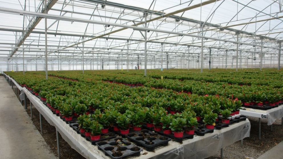 Las plantas, no las personas, podran caer vctimas de la prxima pandemia global.