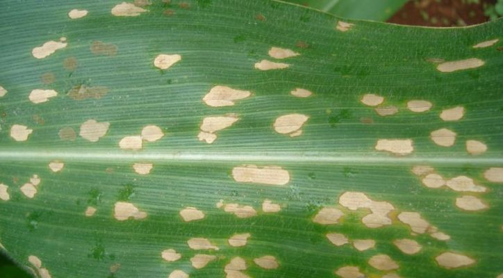 Las plantas, no las personas, podrían caer víctimas de la próxima pandemia global.