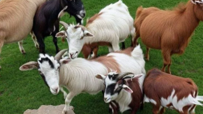 Lionel Messi se vuelve viral al aparecer oculto entre las cabras en un desafío en línea