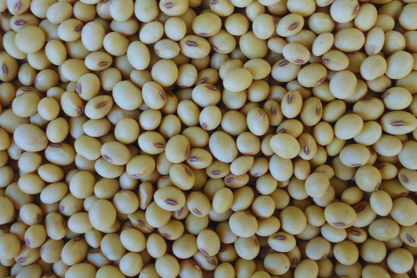 INTA Paraná 6000: El Cultivar de Soja Todo Terreno que Revoluciona la Agricultura