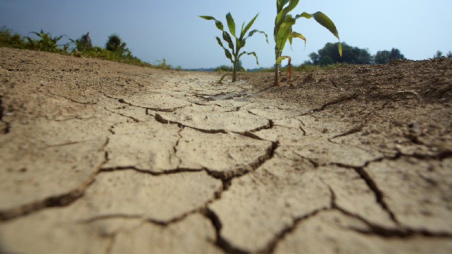 Impacto de la Sequía: Actividad Agropecuaria en Uruguay se Desploma Más del 27%