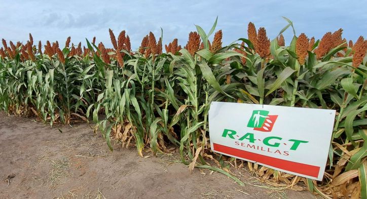 SFull de RAGT Semillas: Control de Insectos y Malezas en un Solo Híbrido de Sorgo