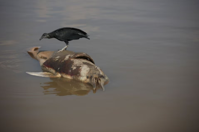 Más de 100 Delfines Amazónicos Encontrados Muertos: Calor y Sequía Amenazan a una Especie Única