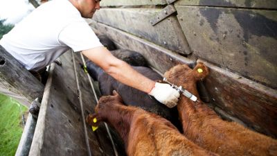 Bajó la cantidad de hacienda vacunada en Entre Rios