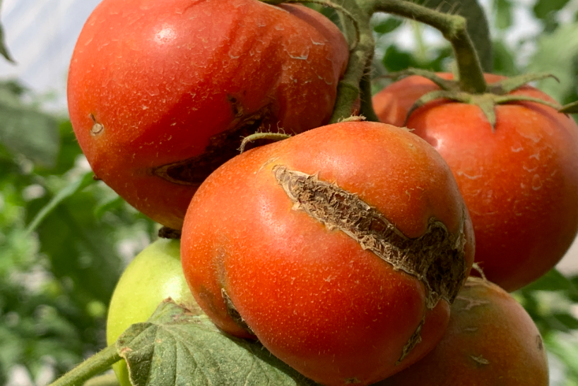 Detectaron  virus rugoso del tomate en plantaciones hortícolas de Trelew
