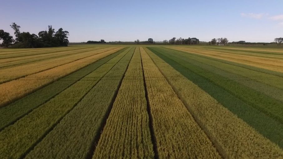 Informe de Perspectivas Agroclimáticas Semanal: Variabilidad en las Condiciones Climáticas