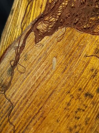 Foto. Dalbulus maidis, la chicharrita que transmite el achaparramiento en maíz.