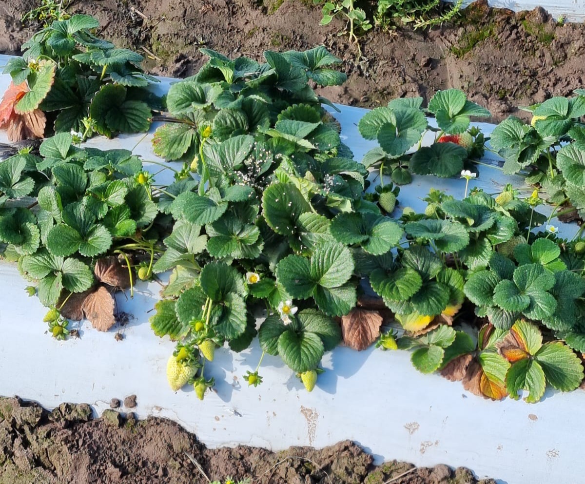 Tucumán: Liberan agente de control biológico para combatir un ácaro que afecta a la frutilla