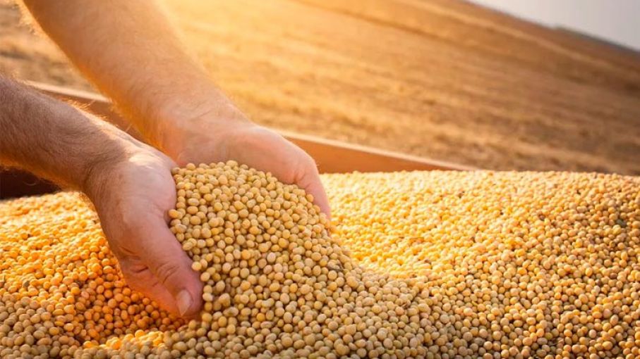 Dólar agro: Mejoran los precios mientras la soja comercializada se reduce en un tercio"