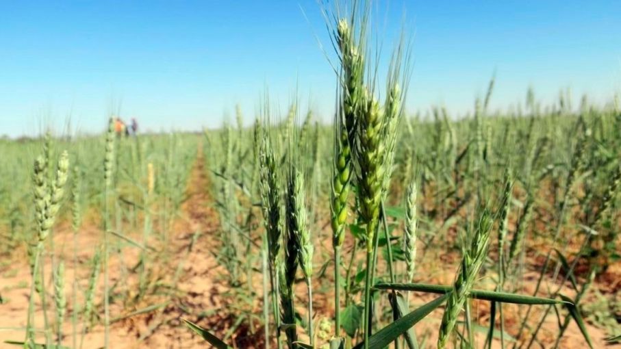 Sequía Implacable en Argentina: Alarmas en el Campo por el Impacto en el Trigo y la Ganadería