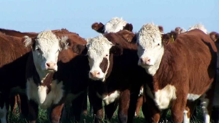 Novillo Mercosur: Precios y Desafíos en un Mercado Cambiante en Argentina