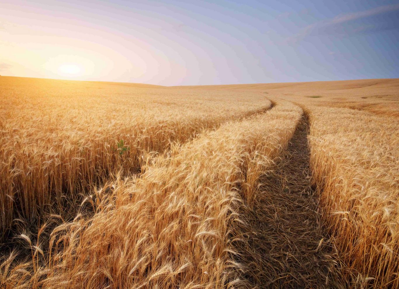 Producción de Trigo en Argentina Disminuye en un 5% y Crece la Siembra de Soja debido a la Falta de Lluvia