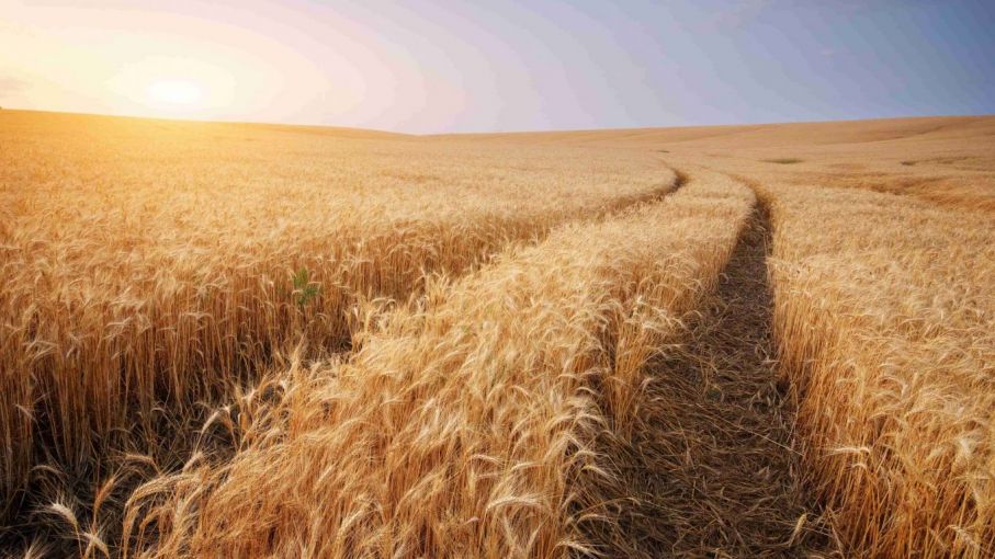 Producción de Trigo en Argentina Disminuye en un 5% y Crece la Siembra de Soja debido a la Falta de Lluvia