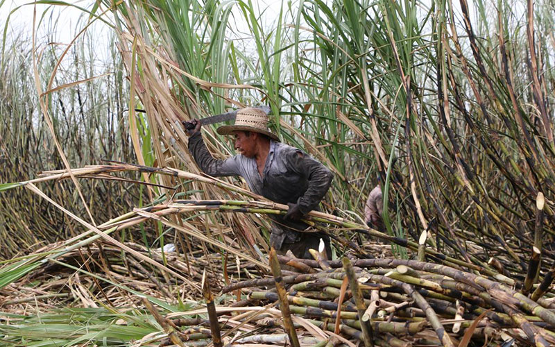 Cambio Climático Amenaza la Producción de Cuatro de Cinco Cultivos en Honduras