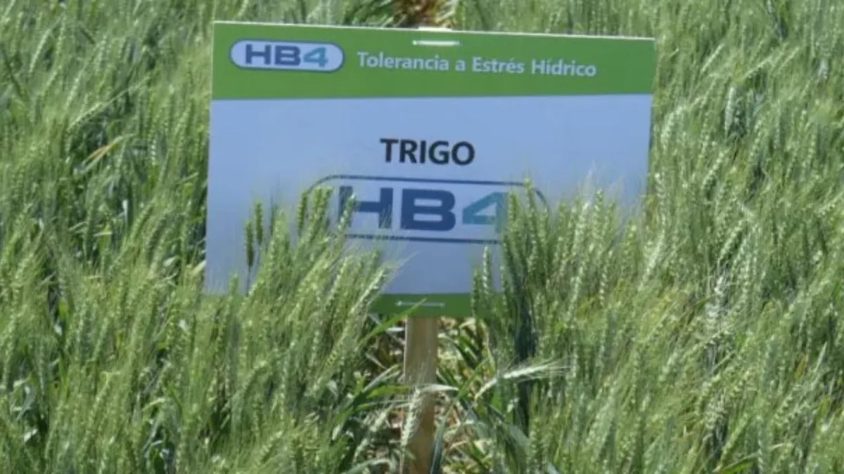 Interés de Kenia en desarrollos biotecnológicos argentinos, en particular trigo modificado