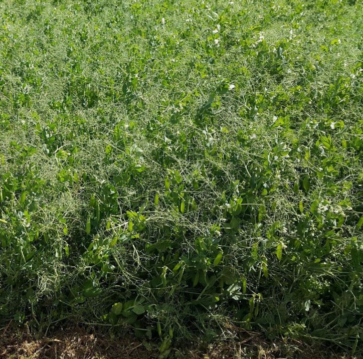 Nueva Jornada Técnica y Comercial de Legumbres Secas: Actualización en un Sector Clave de la Agricultura
