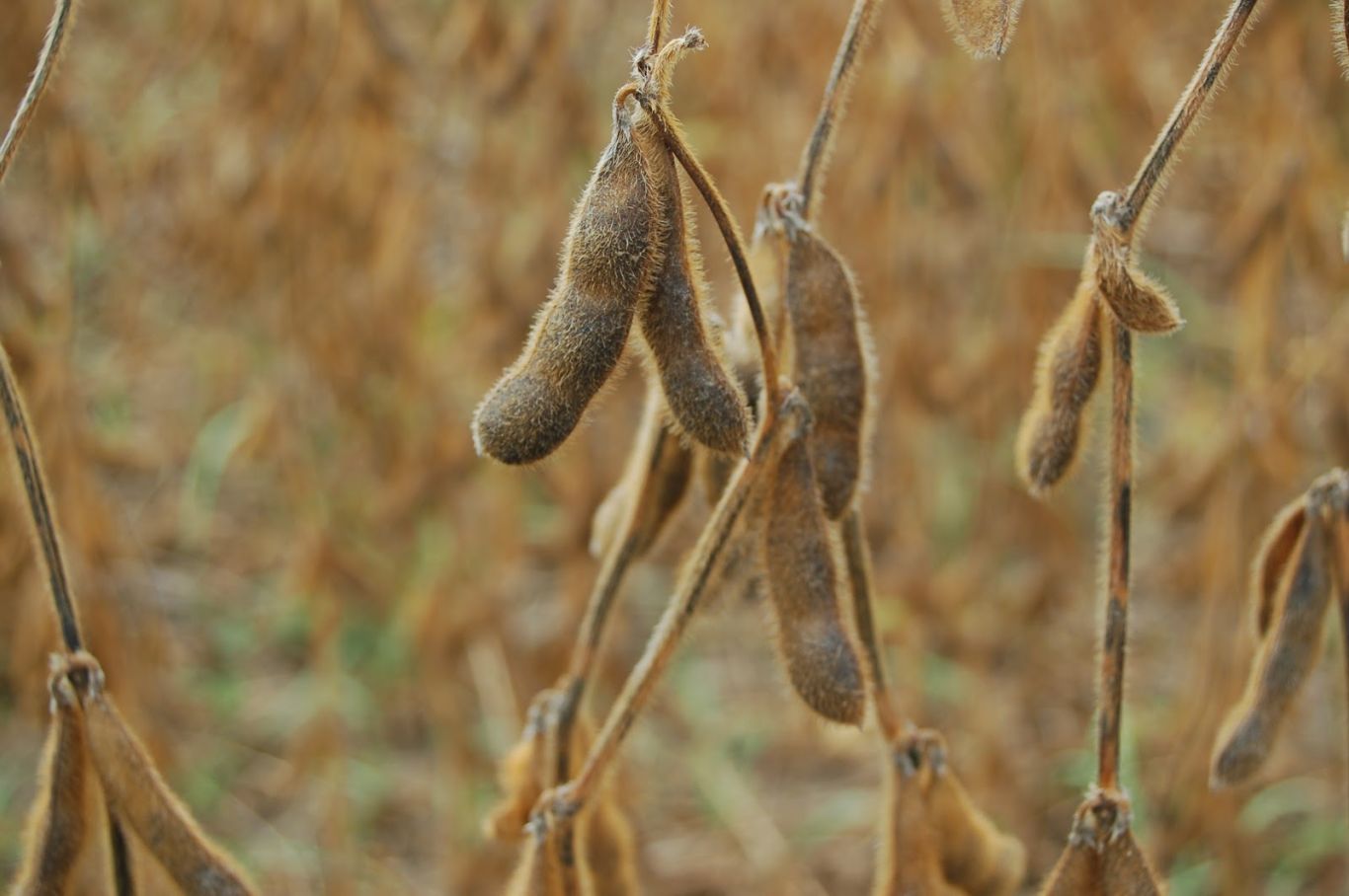 Preocupación del agro entrerriano por márgenes negativos en principales cultivos y el peso impositivo 