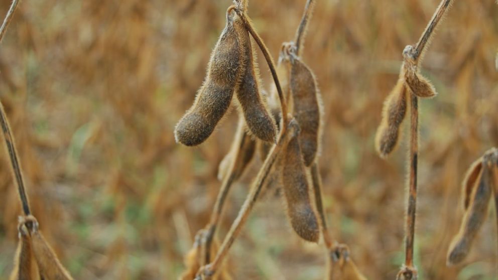 Preocupacin del agro entrerriano por mrgenes negativos en principales cultivos y el peso impositivo