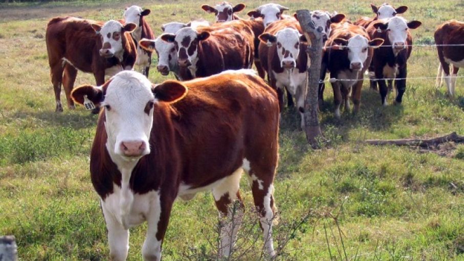 Novillo Mercosur: Argentina en Ascenso en un Contexto de Incertidumbre