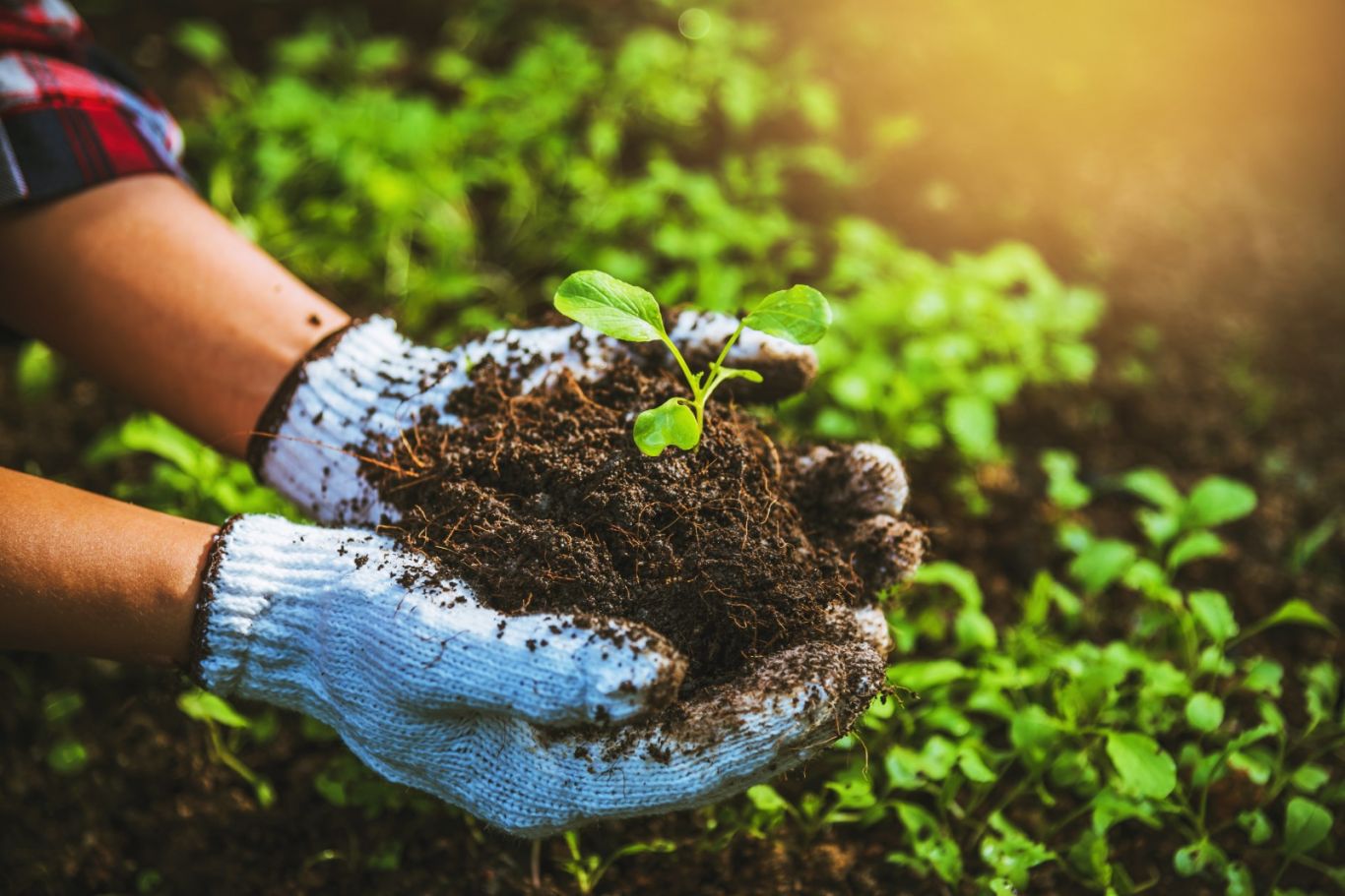 Bayer forja colaboraciones estratégicas en su Programa Pro-Carbono para promover la agricultura sostenible y abordar el cambio climático en Argentina.
