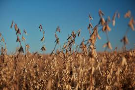 Paralización del Mercado de Insumos Agrícolas: Incertidumbre y desfinanciamiento del productor agropecuario