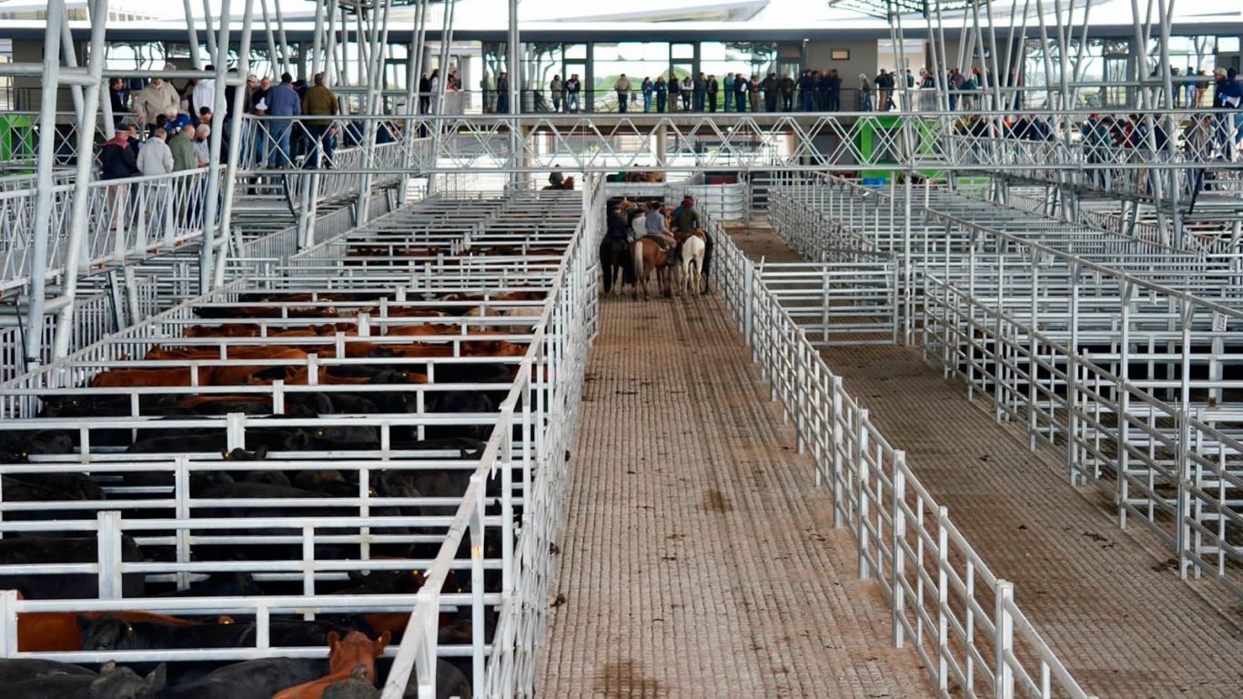 Mercado Agroganadero de Cañuelas: Precios en alza y firmeza en la demanda