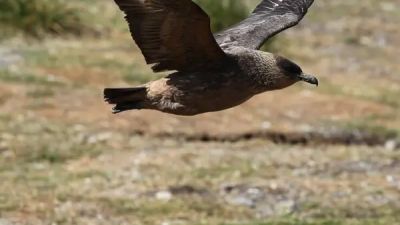 Gripe Aviar : detectan virus en la costa de la Antártida