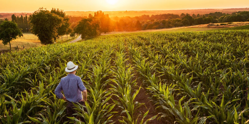 Brasil busca US$2.000 millones en Financiamiento para Expandir sus Tierras de Cultivo