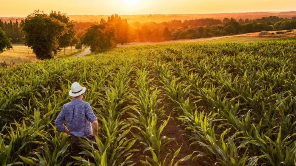 Brasil busca US$2.000 millones en Financiamiento para Expandir sus Tierras de Cultivo