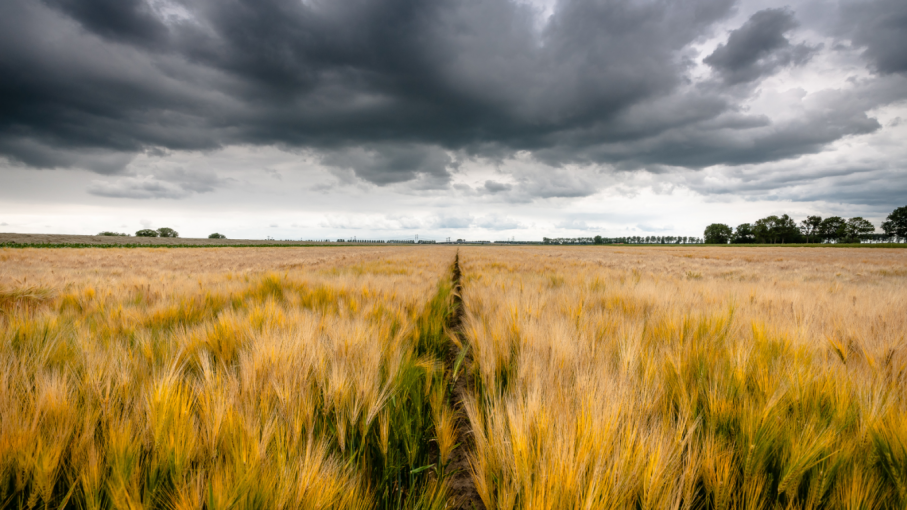 Tras el impacto de la sequía, aseguran que las lluvias mejoraron los rendimientos del trigo y del maíz