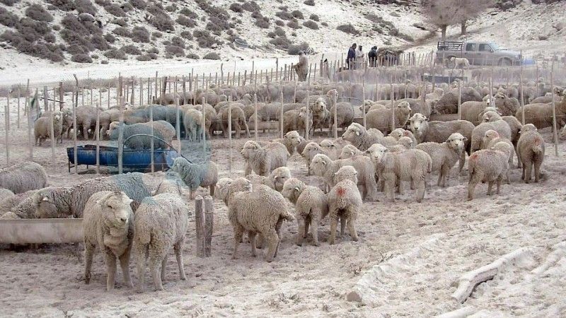 Sequía : declaran emergencia agropecuaria en Santa Cruz