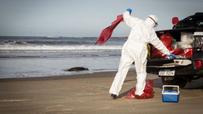 Gripe aviar afecta a mamíferos marinos en el Atlántico Sur: cientos de muertes y preocupación en América del Sur