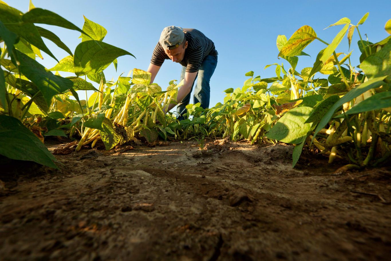 Productores agrícolas pueden acceder a créditos de hasta $30 millones para mitigar riesgo climático