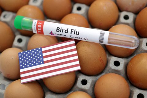 La gripe aviar afecta a las aves de corral en Arkansas a medida que los casos aumentan en los Estados Unidos