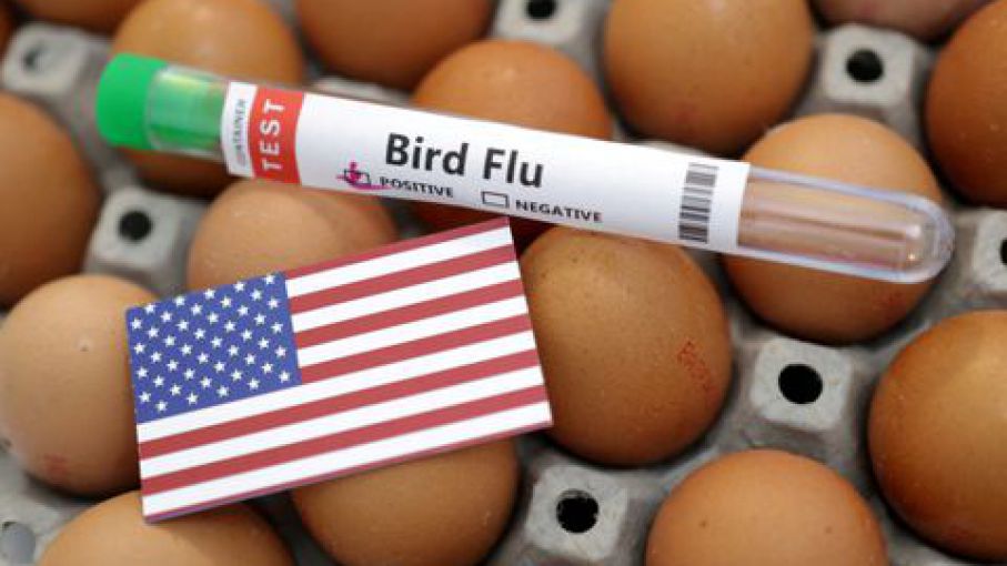 La gripe aviar afecta a las aves de corral en Arkansas a medida que los casos aumentan en los Estados Unidos