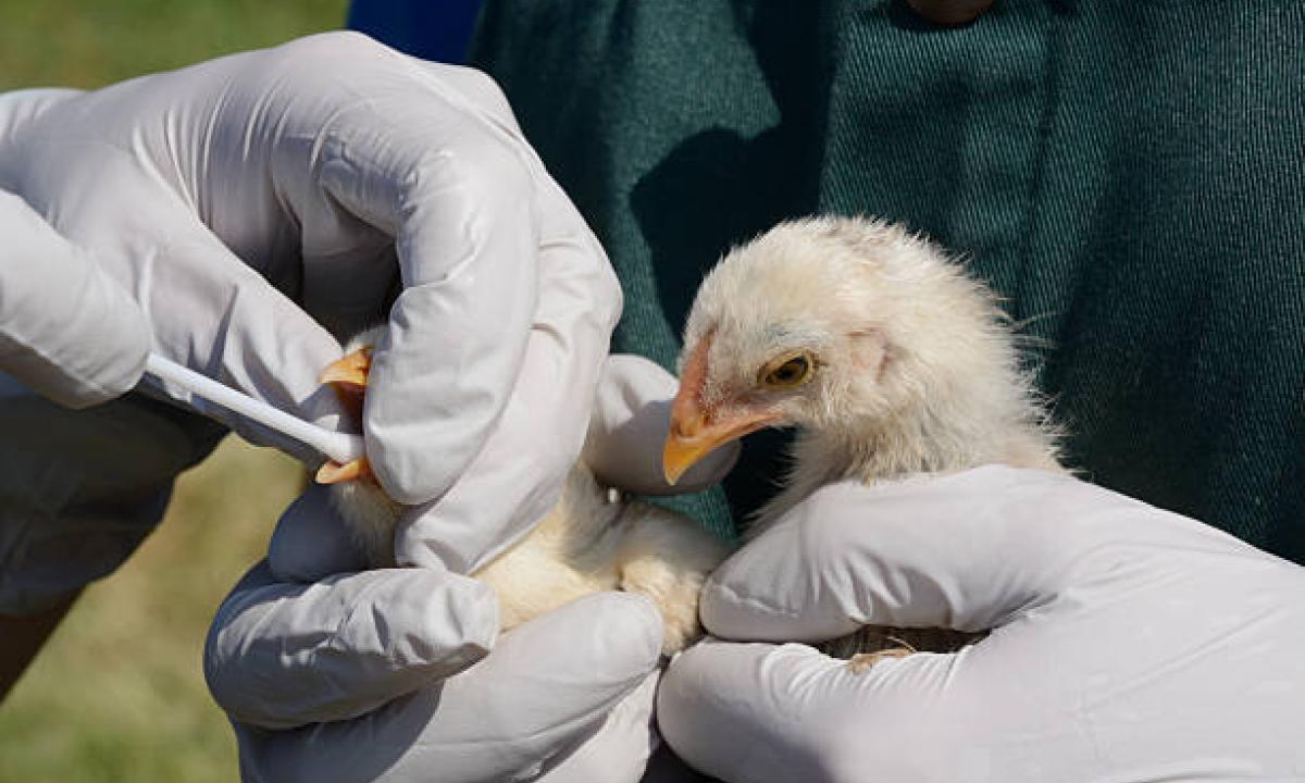 Gripe aviar : El Senasa recomienda tomar medidas de precaución 