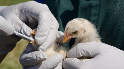 Gripe aviar : El Senasa recomienda tomar medidas de precaución 