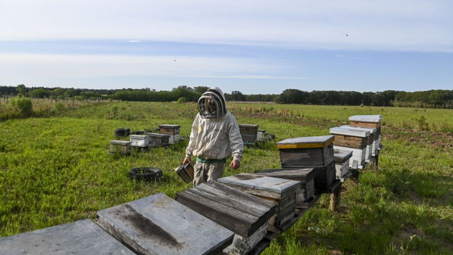 Asisten a más de 3000 productores apícolas con 322 millones de pesos 