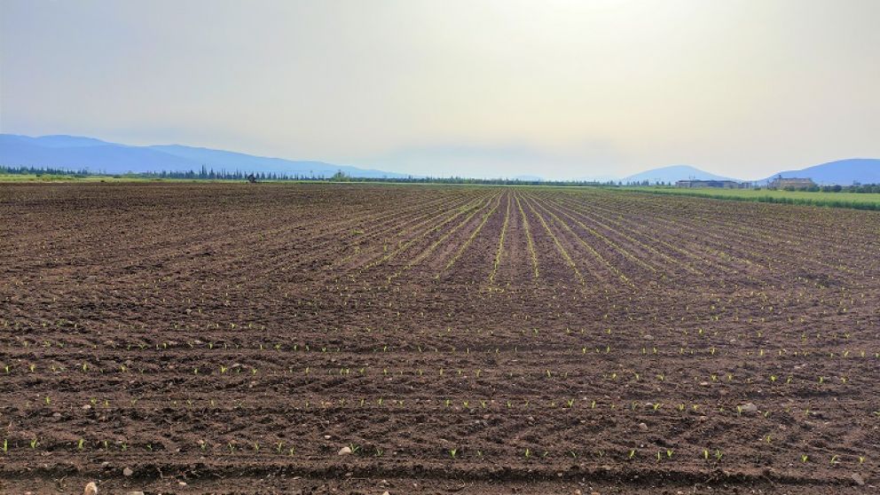 Lluvias en Argentina: Un cambio de rumbo en la eleccin de cultivos de verano 