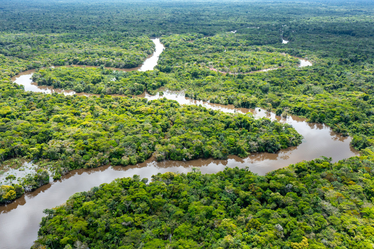 Amazonas en riesgo: cuál es el impacto de El Niño en la absorción de carbono en los bosques de América del Sur