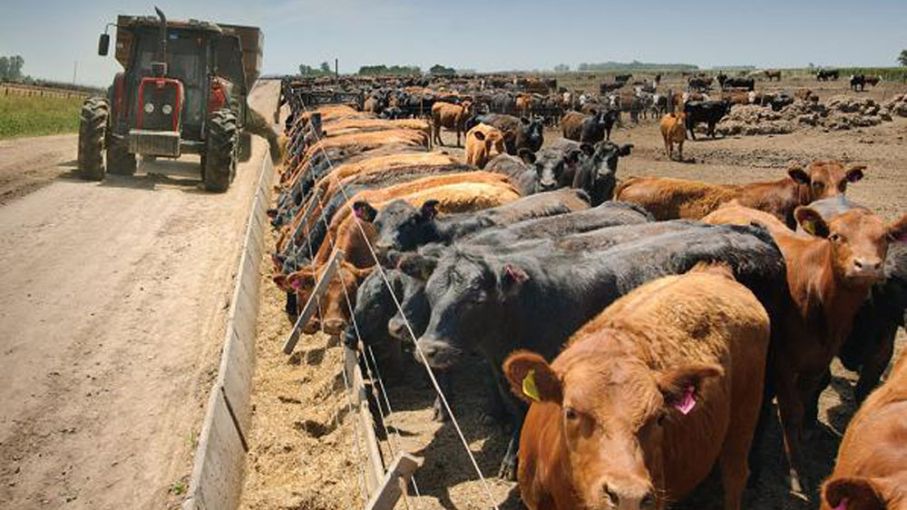 Inundaciones impulsan ingresos en los feedlots: el mercado ganadero en Argentina