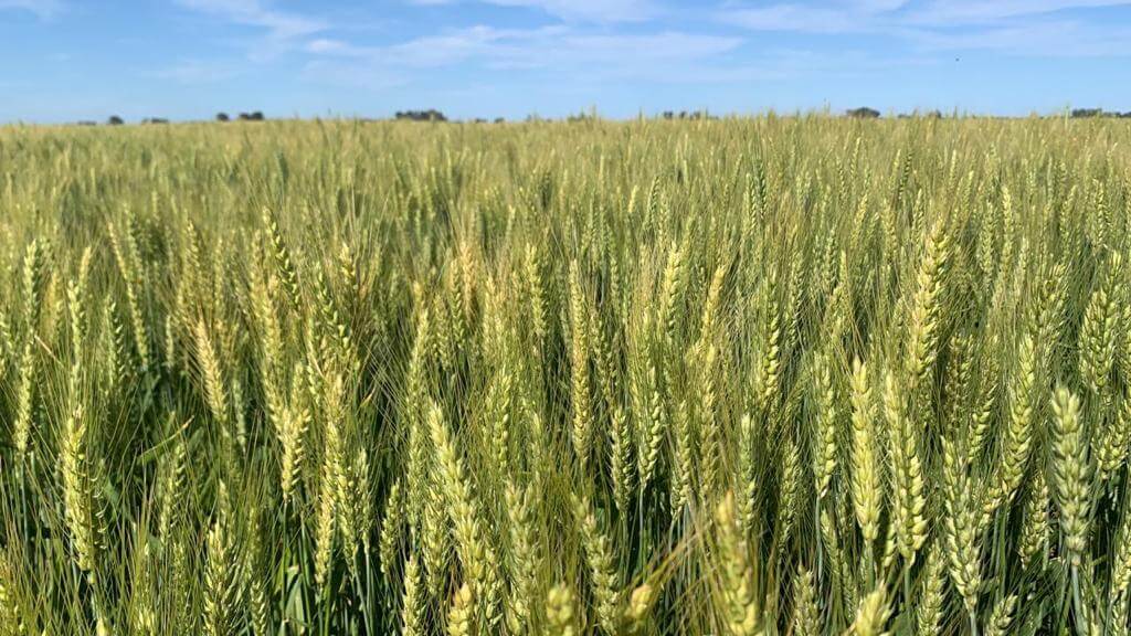 Trigo Argentino: La sequía golpea y pronostica la segunda peor cosecha en 8 años