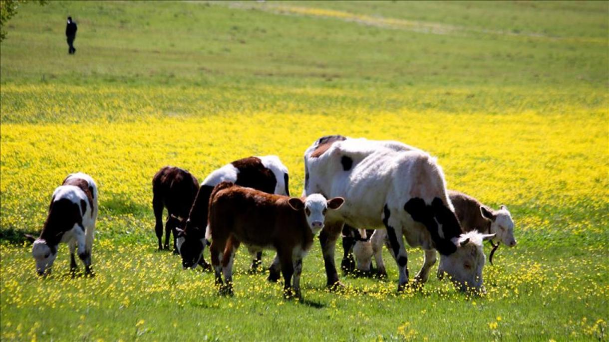 El Rodeo de Estados Unidos Alcanza su Mínimo en 70 Años: Desafíos y Oportunidades para la Ganadería