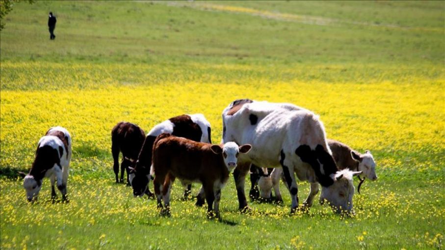 El Rodeo de Estados Unidos Alcanza su Mínimo en 70 Años: Desafíos y Oportunidades para la Ganadería